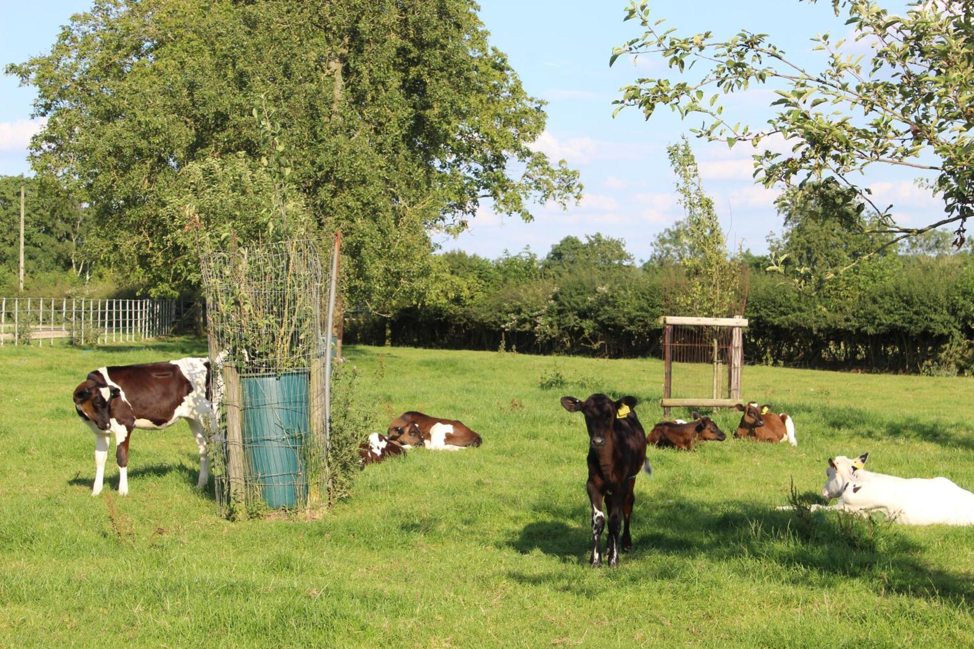 Parkfields Barns Self Catering Accommodation Buckingham Dış mekan fotoğraf